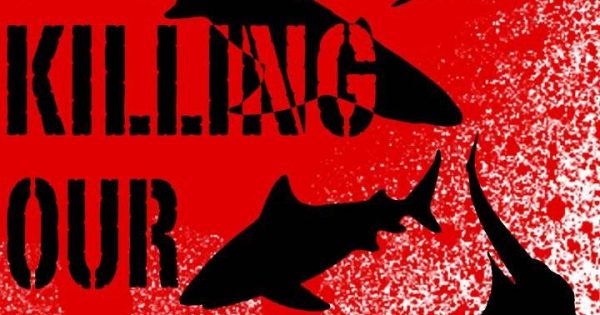 Scuba Diver point of view: Killing Sharks is STUPID | Scuba Center Asia